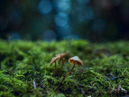 pexels-chris-g-1643403 (c) Chris/pexels Pilz im Waldboden