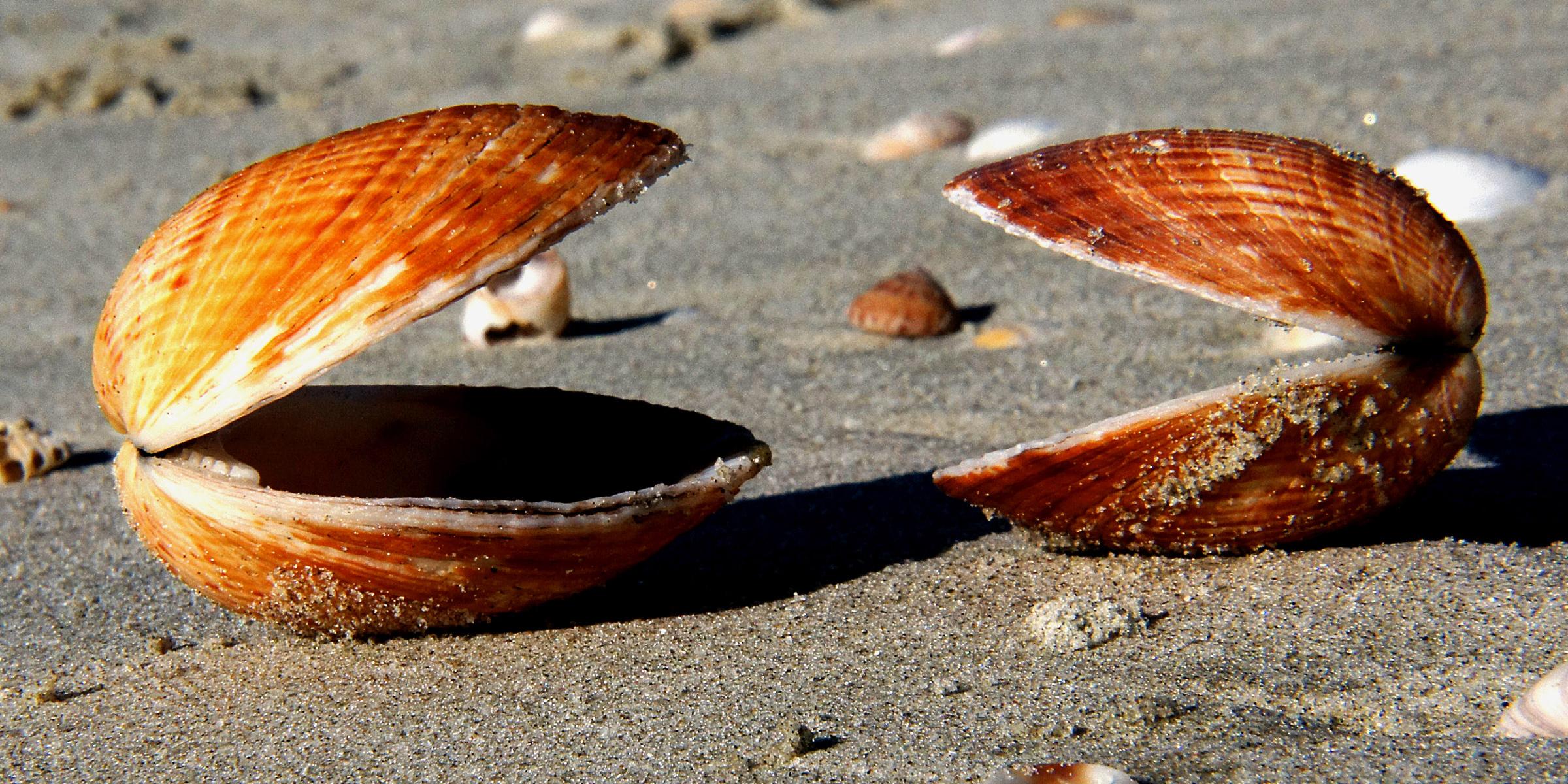 Zwei geöffnete Muscheln am Strand gegenüber erwecken den Eindruck eines Gesprächs.