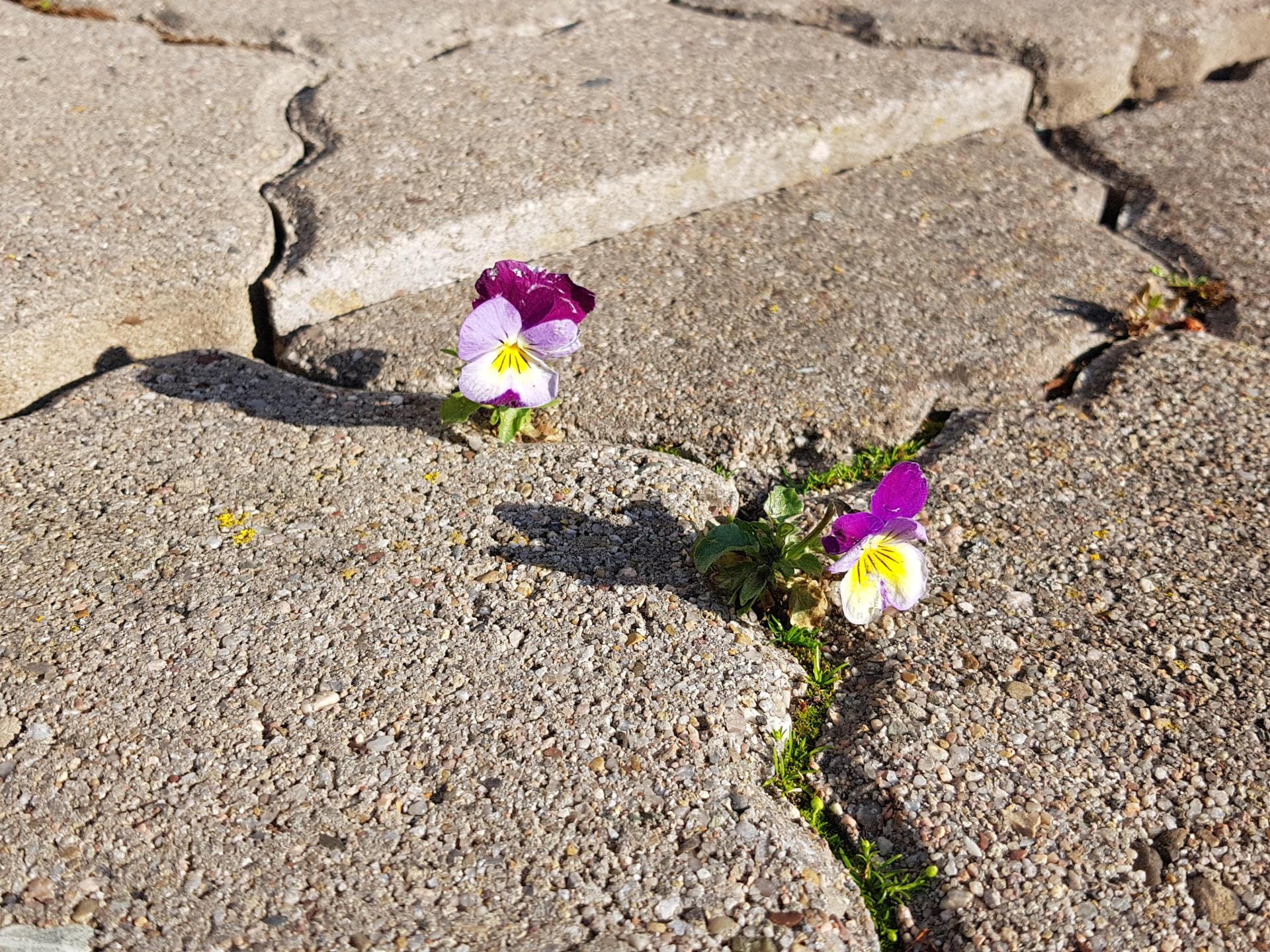Stiefmütterchen wachsen durch Steine