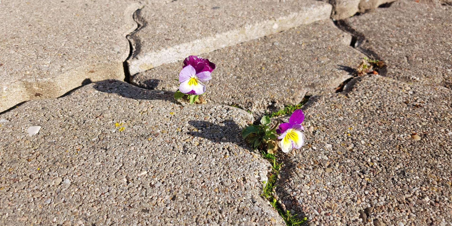 Stiefmütterchen wachsen durch Steine