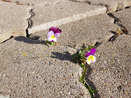 Stiefmütterchen wachsen durch Steine (c) Marc Urhausen/Pfarrbriefservice.de Stiefmütterchen wachsen durch Steine