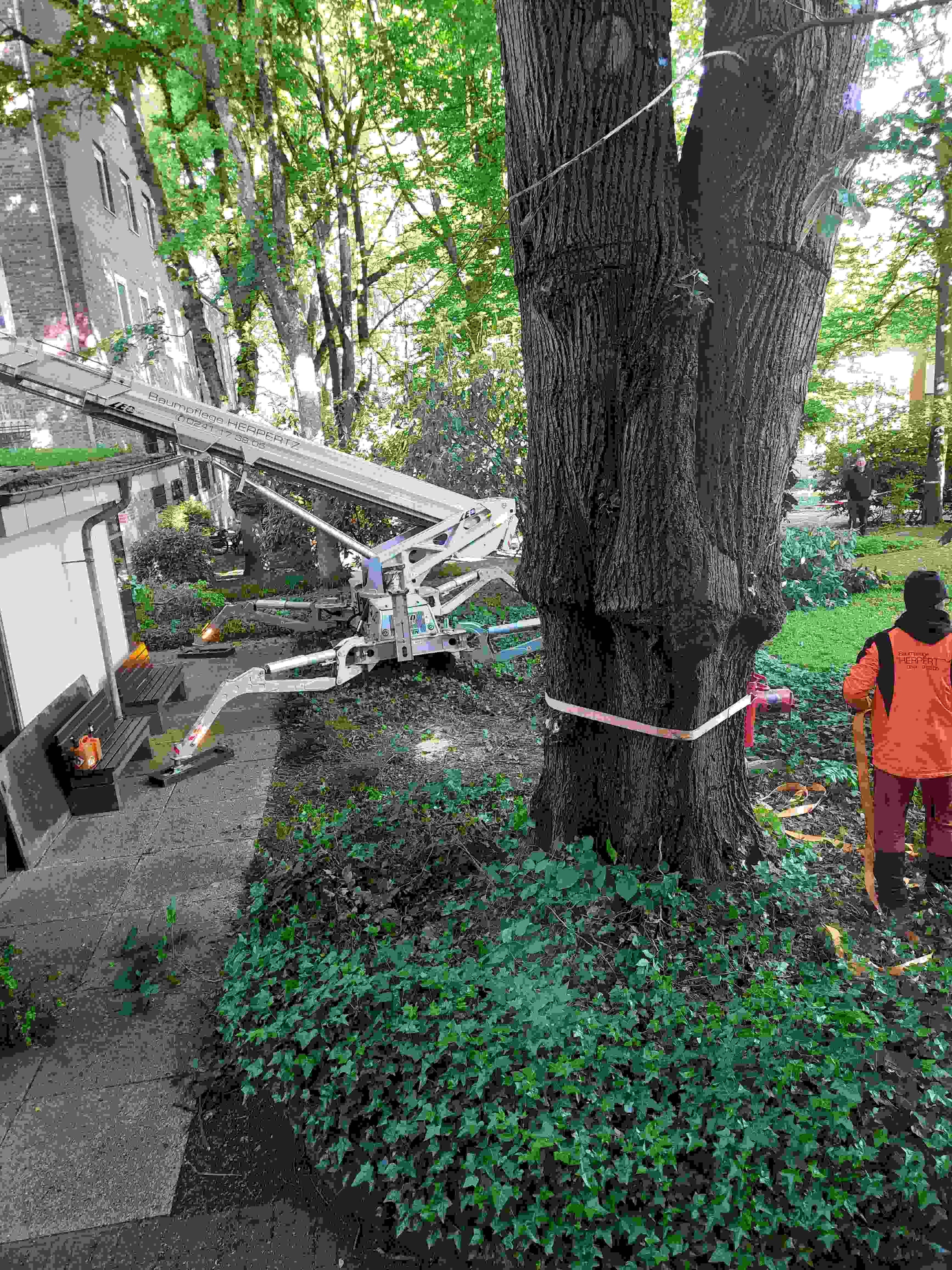 Der Stamm eines Baumes, der zur Fällung vorgesehen ist, mit einem Gurt gesichert, rechts im Bild ein Mitarbeiter der Baumpflegefirma, links ein Gartenbagger.