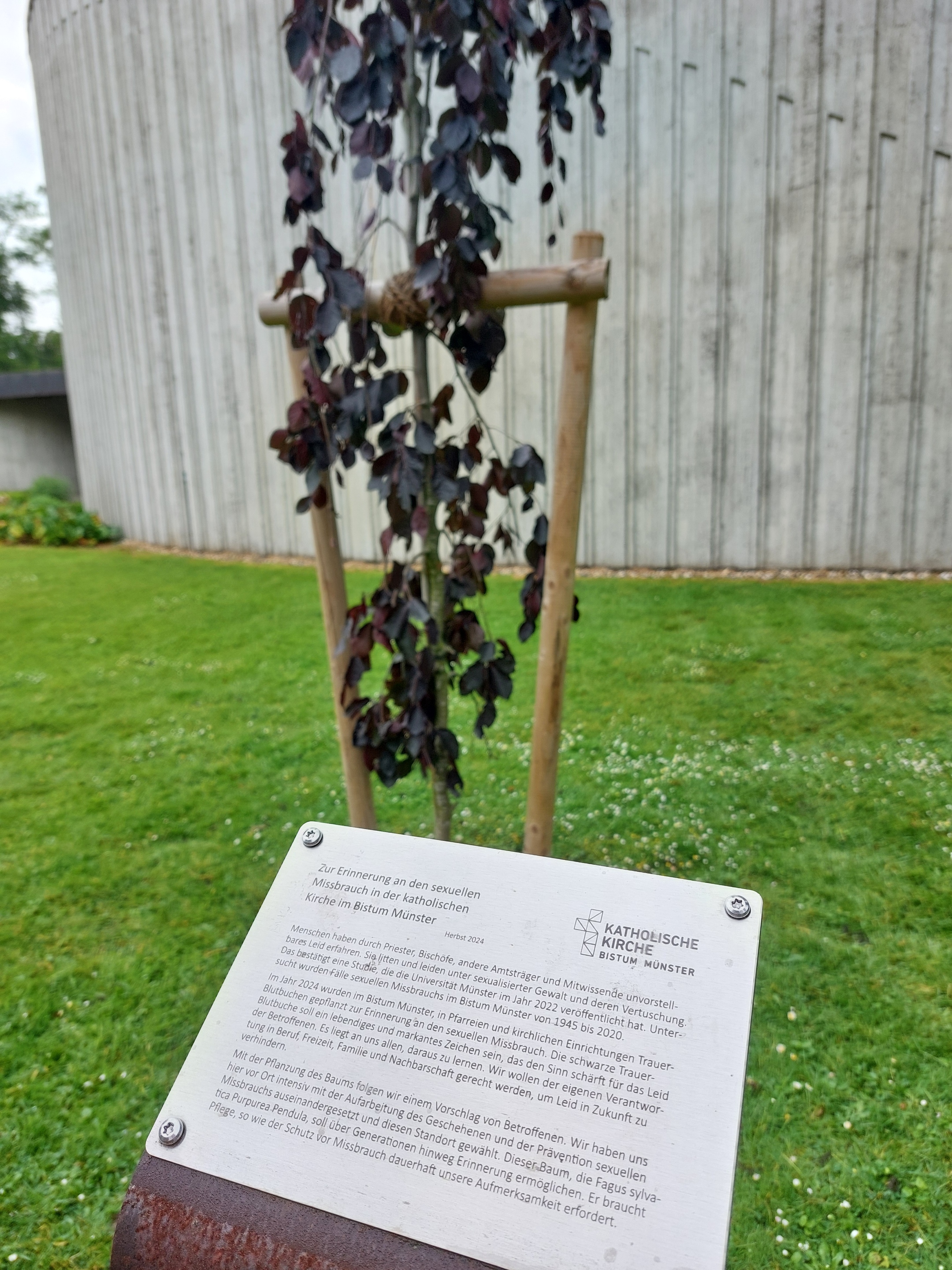 Blutbuche mit Gedenktafel 'Zur Erinnerung an den sexuellen Missbrauch in der katholischen Kirche im Bistum Münster'.