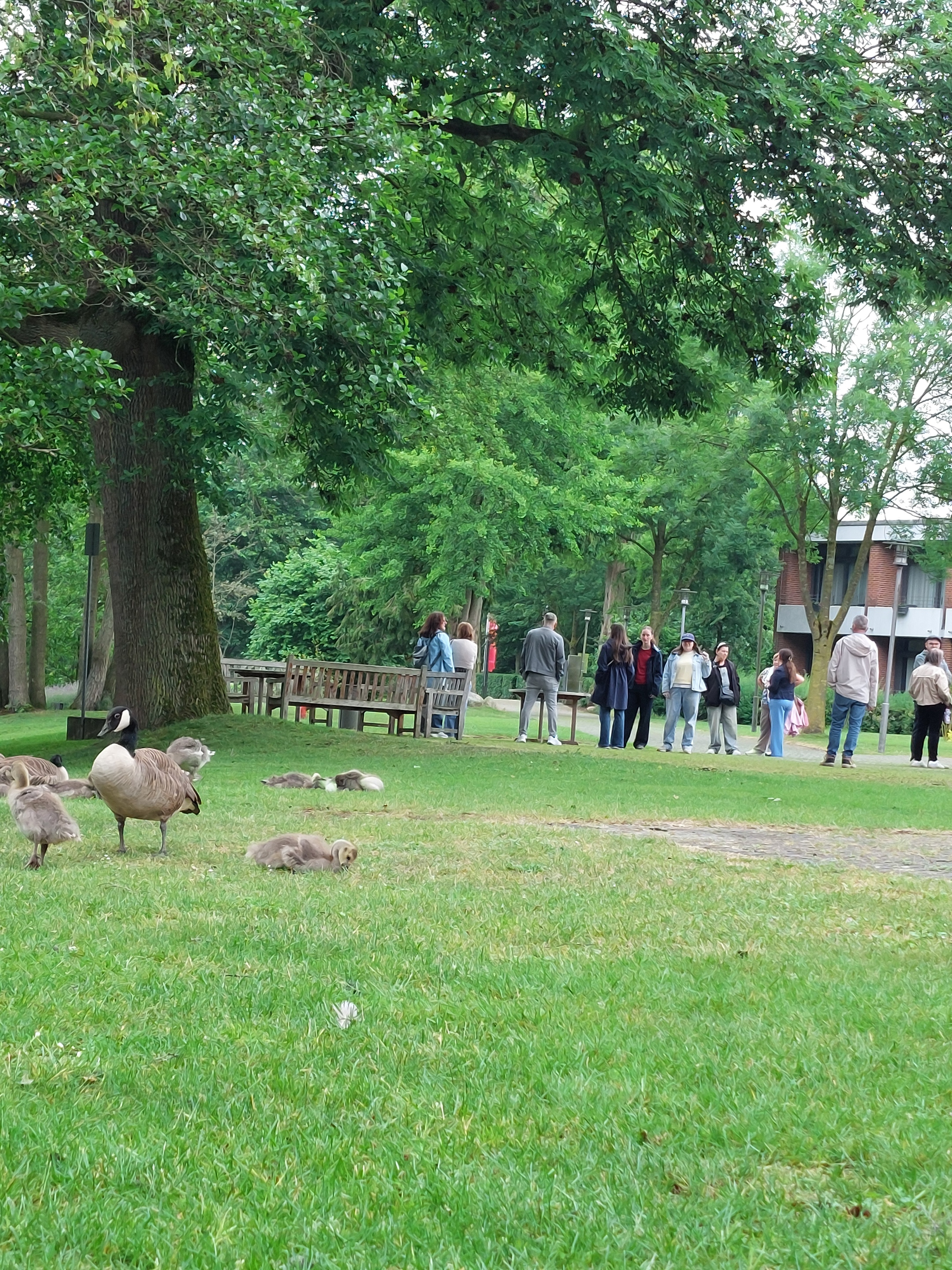 Brandgänse auf der Wiese an der Wasserburg Rindern, dahinter das Team der Akademie des Bistums Aachen.