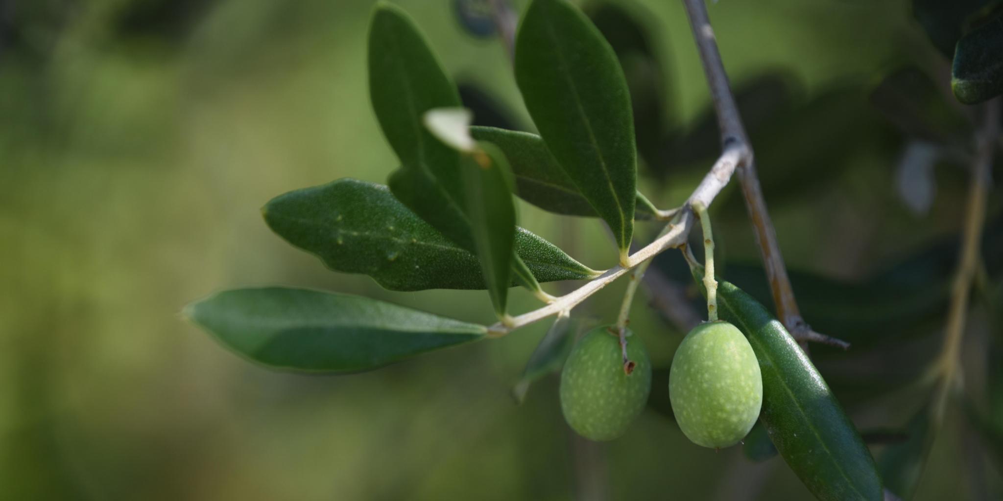 Ein Olivenzweig mit zwei Früchten.