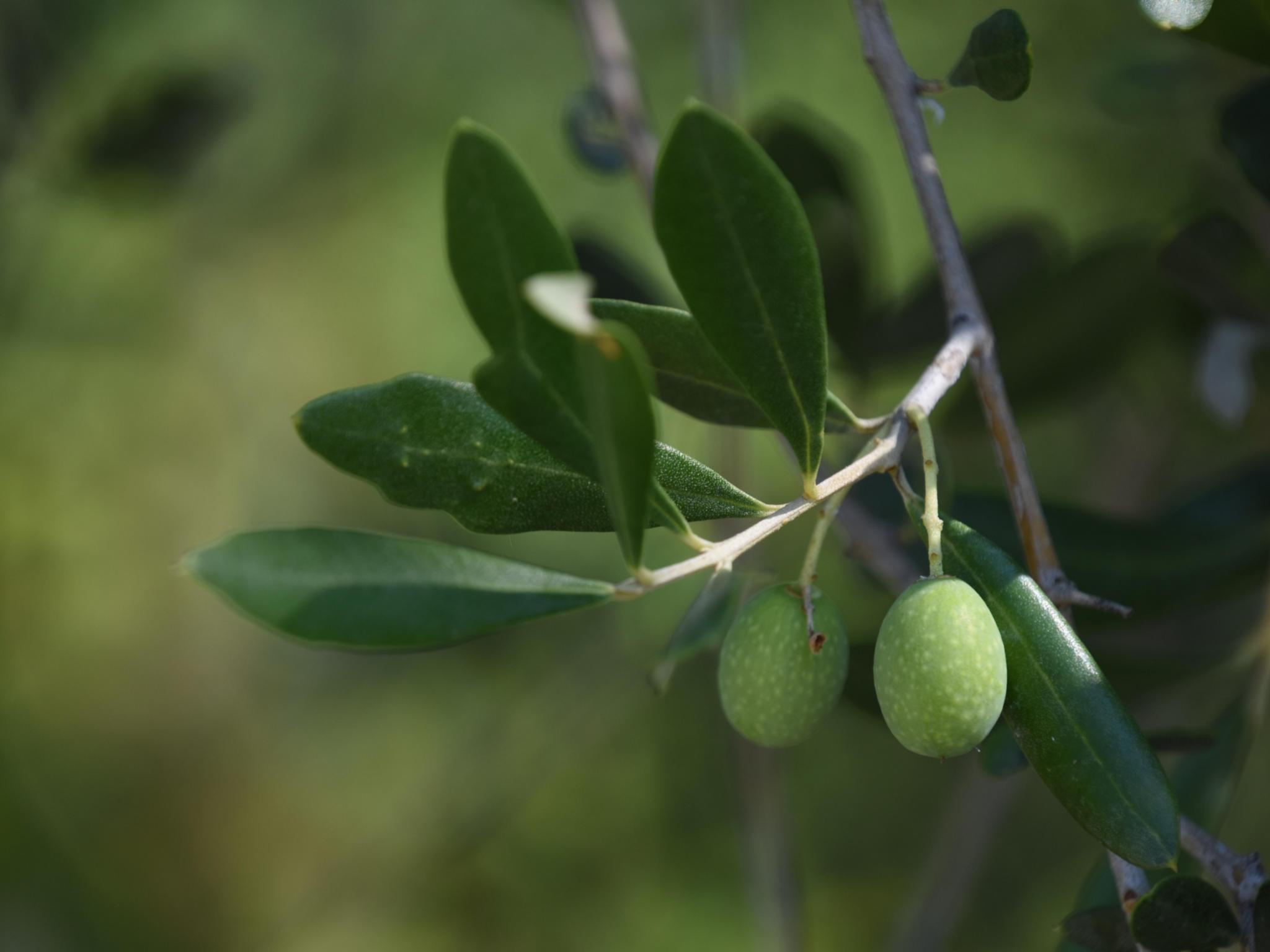 Ein Olivenzweig mit zwei Früchten.