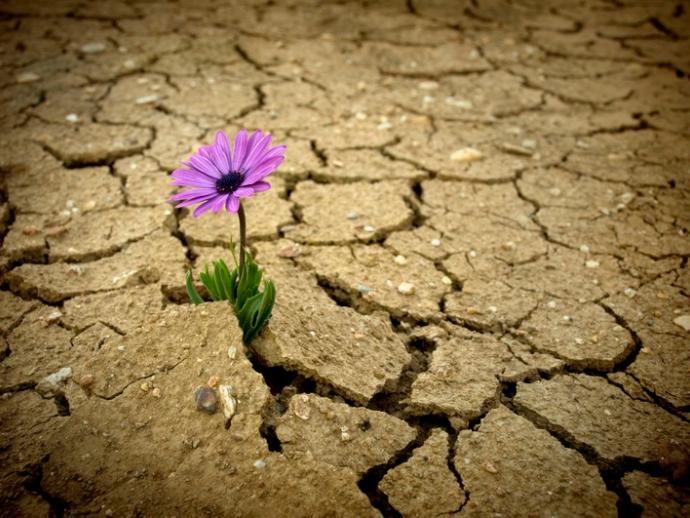 Eine blühende Blume in einem ausgetrockneten Wüstenboden.