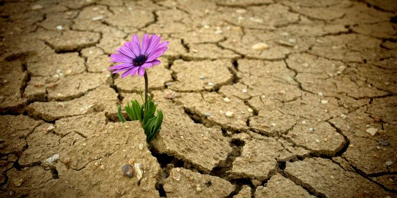 Eine blühende Blume in einem ausgetrockneten Wüstenboden.