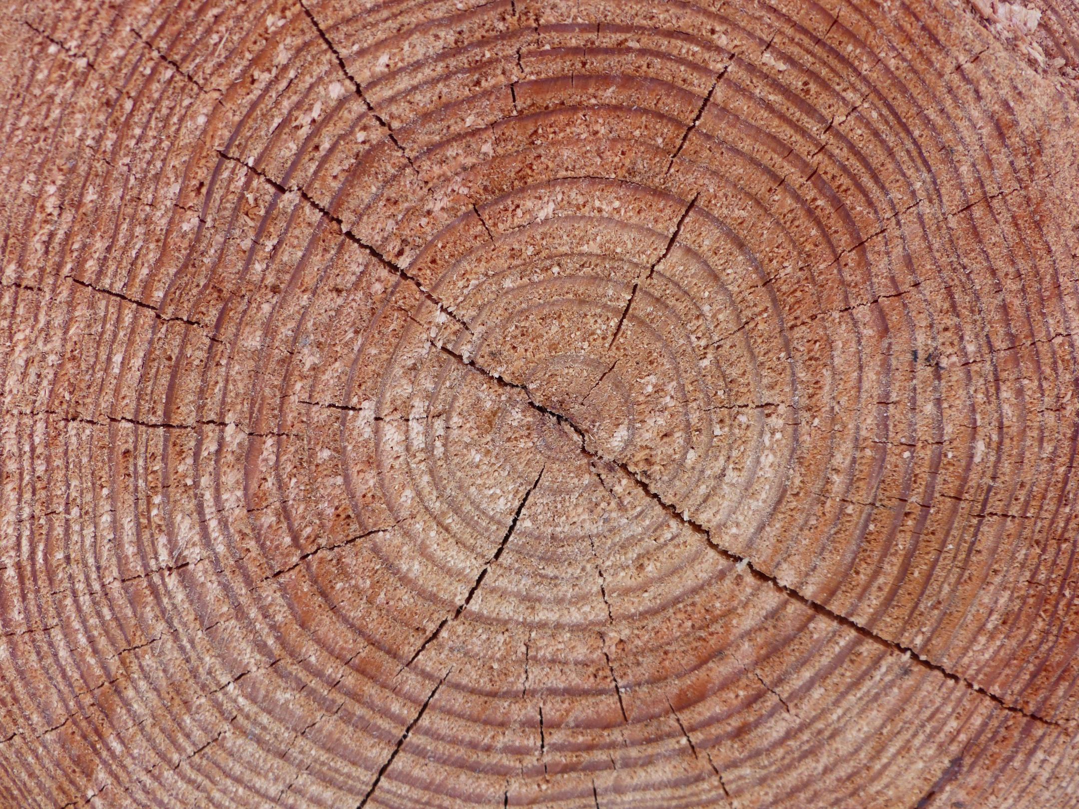 Jahresringe eines durchgesägten Baumstamms