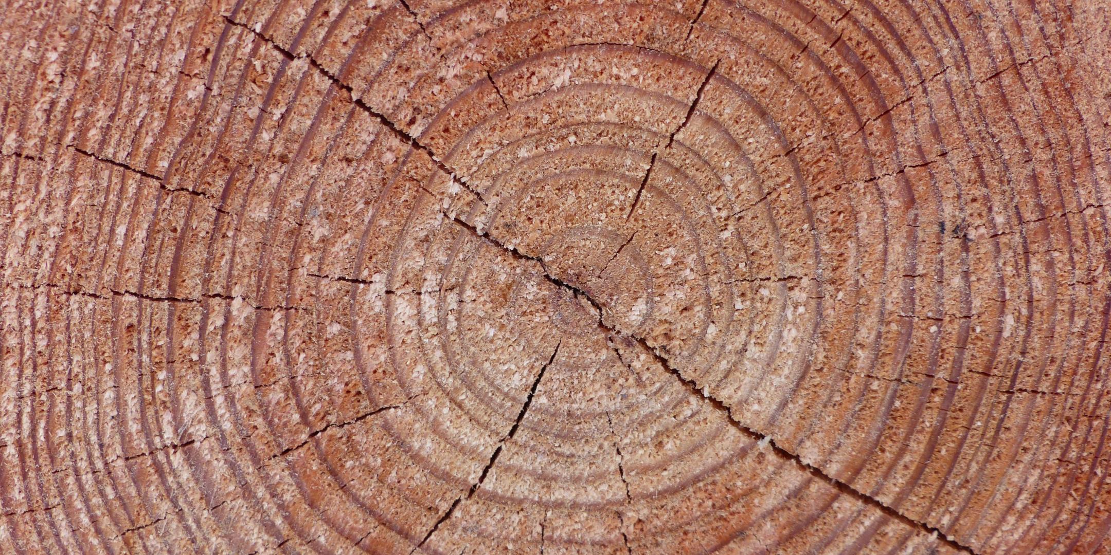 Jahresringe eines durchgesägten Baumstamms