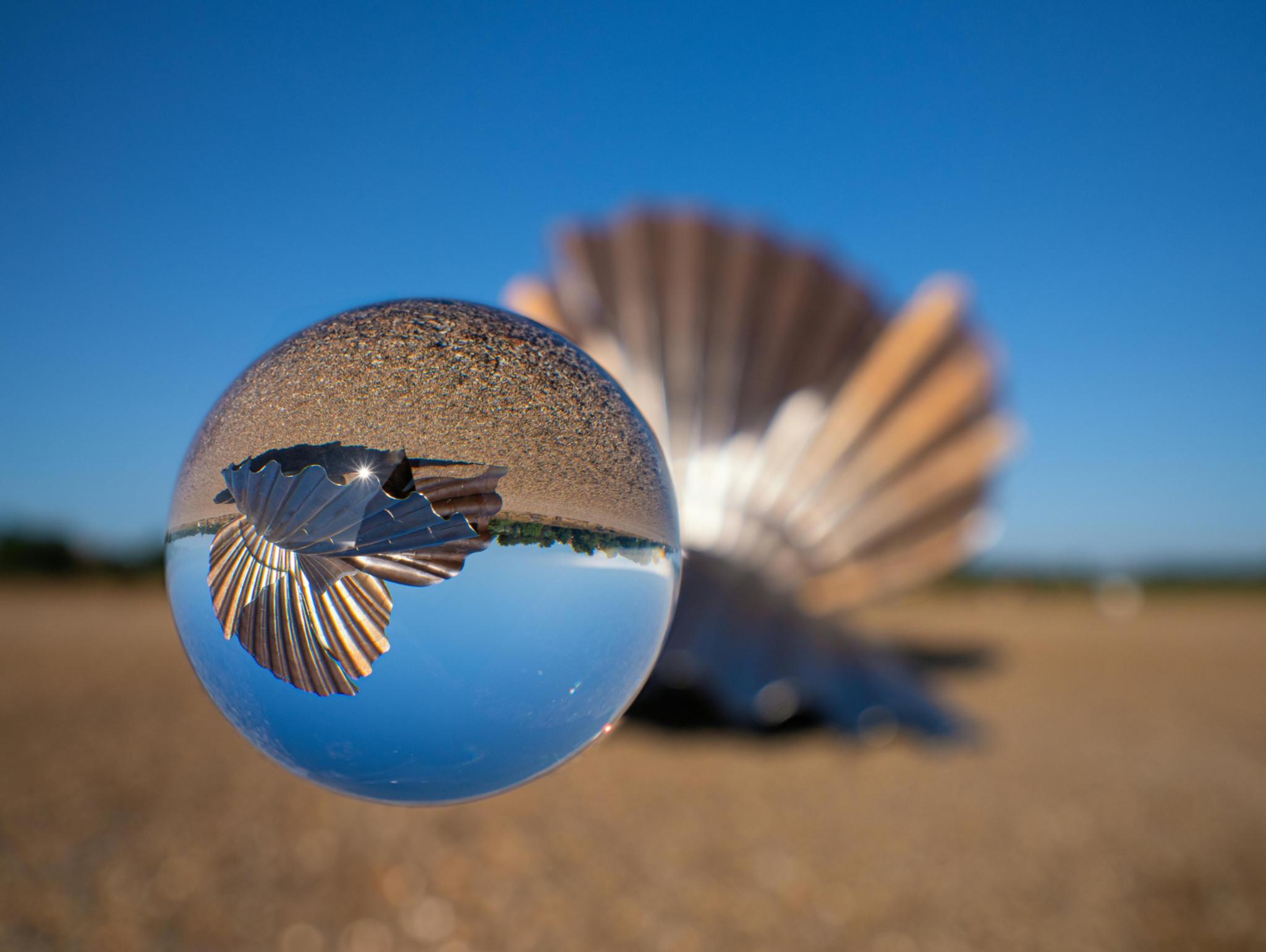 Jakobsmuschel am Strand, durch eine Glaskugel betrachtet (auf dem Kopf stehend)