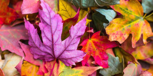 2-Bildungsurlaub-Bild-pixabay_StockSnap_colorful-2609978_1920-1