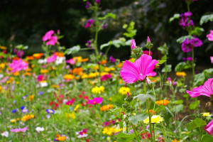 Blumenwiese