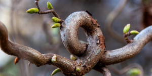 Ast mit Knoten