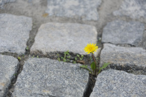 Löwenzahn zwischen Pflastersteinen