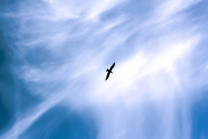 Vogel am Himmel